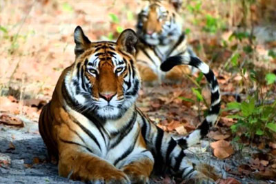 Bardia National Park