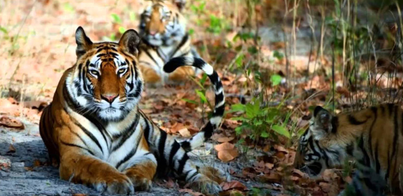 Bardia National Park