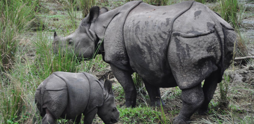 Chitwan National Park
