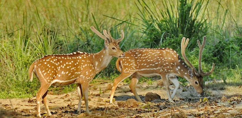 Suklaphanta Wildlife Reserve