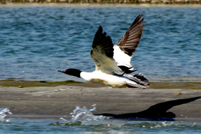 Koshi Tappu Wildlife Reserve