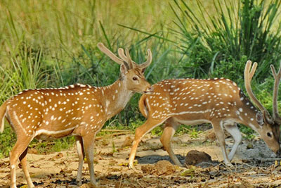 Suklaphanta Wildlife Reserve